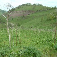 Giant Hogweed